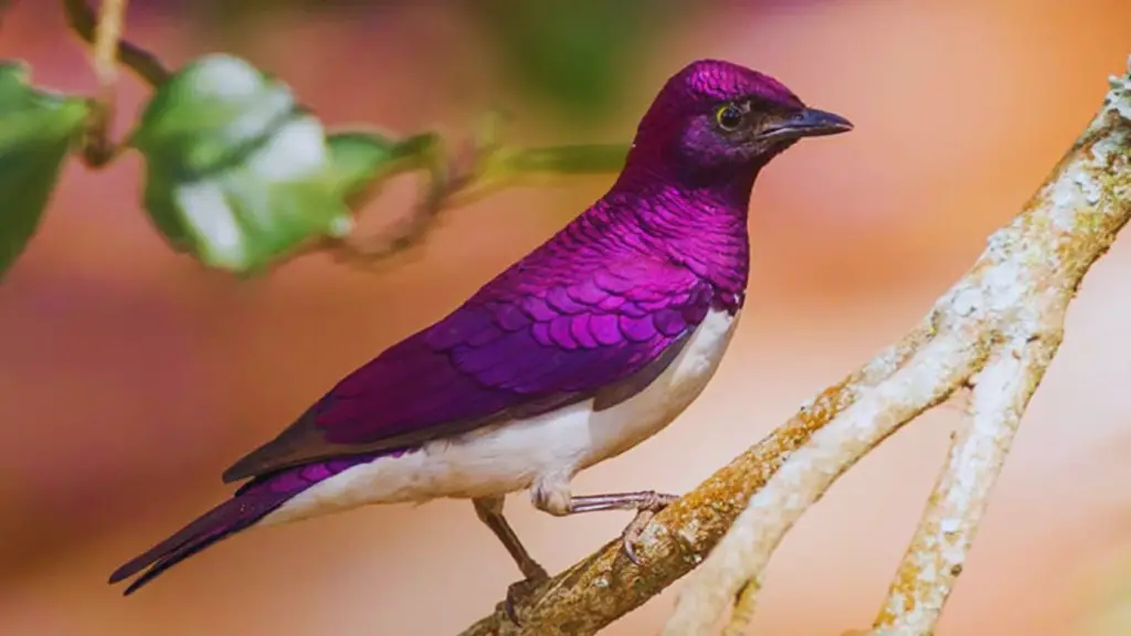 Violet-backed Starling