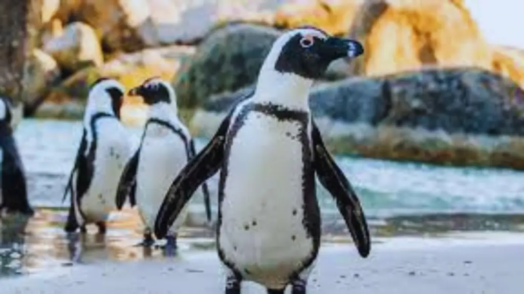 African Penguin: 