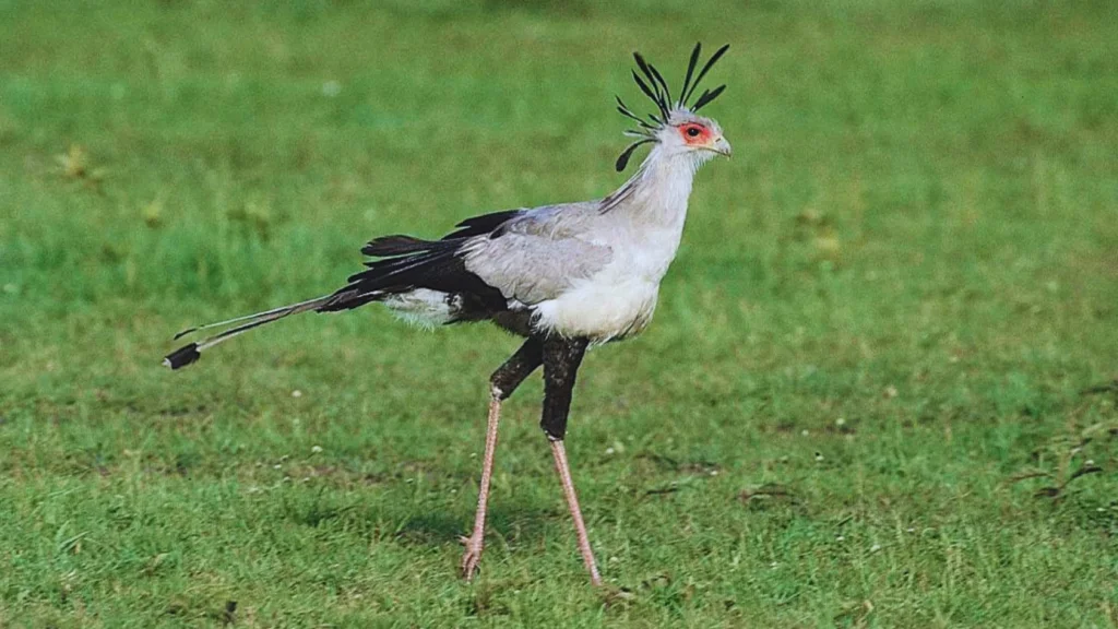 Secretary Bird