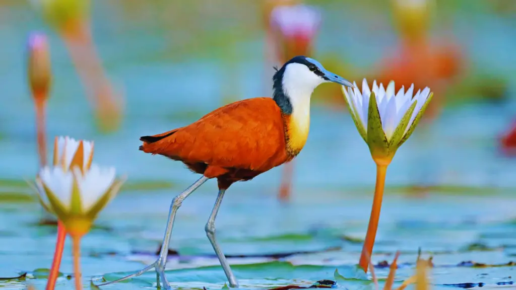 African Jacana: 