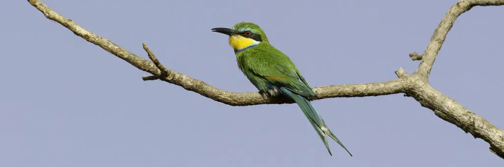 BN beeeater swallowtailed pvg gambia 1024x341 1