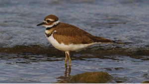 Bird With Black And White Striped Head