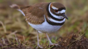 Bird With Black And White Striped Head