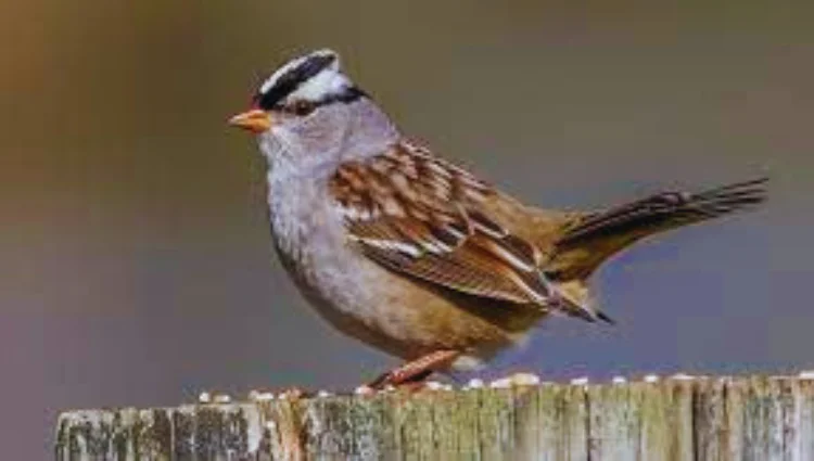 Bird With Black And White Striped Head