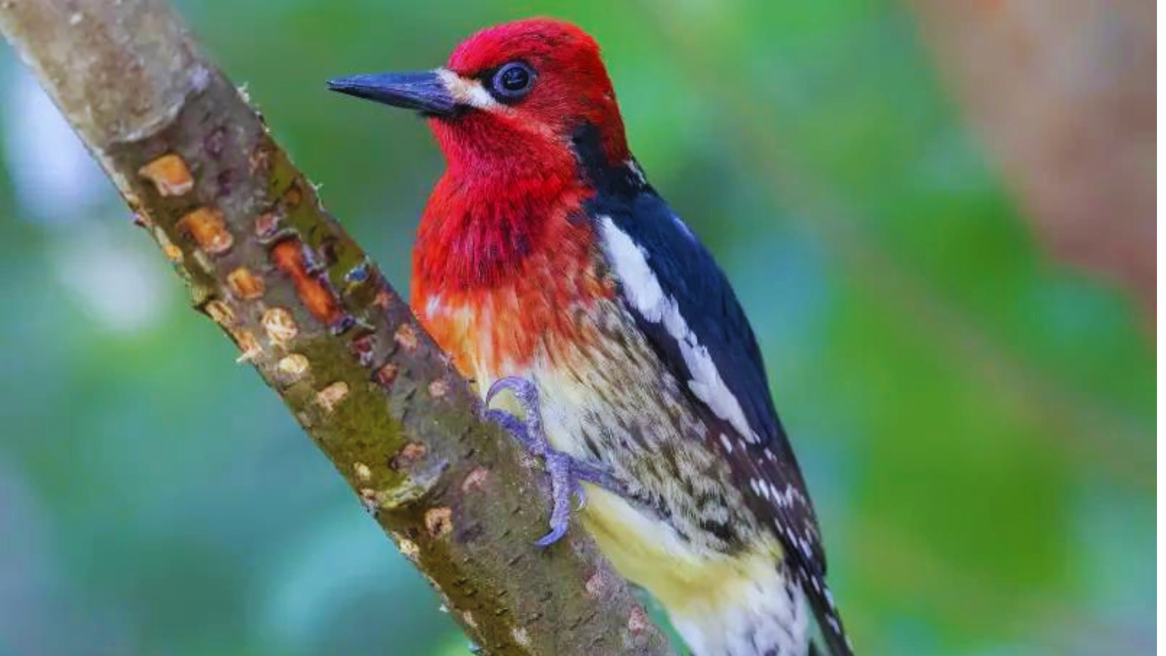 7 Surprising Facts About the Bird With Red Head! - Chirper Birds