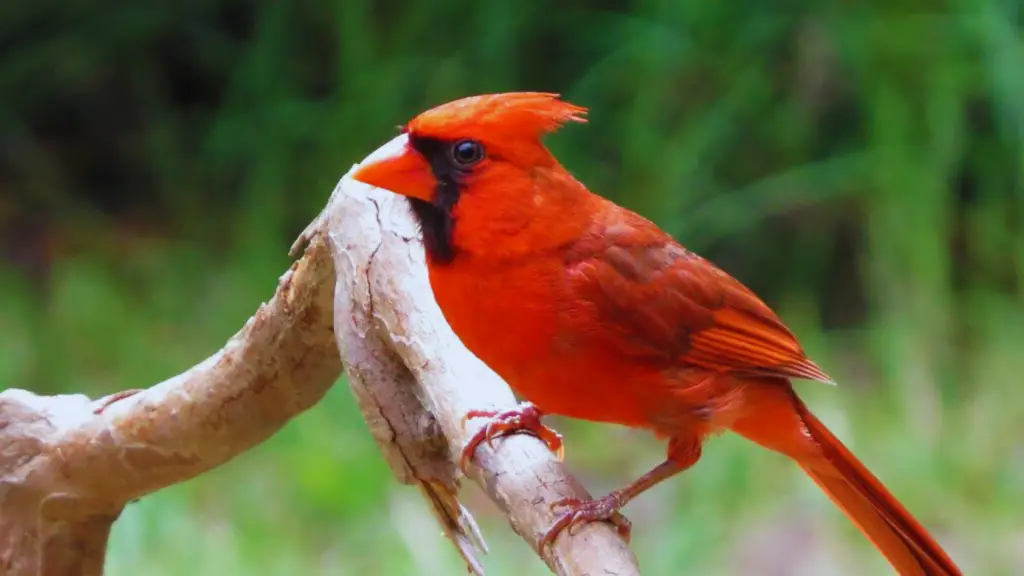 cardinal Birds That Bring Good Luck