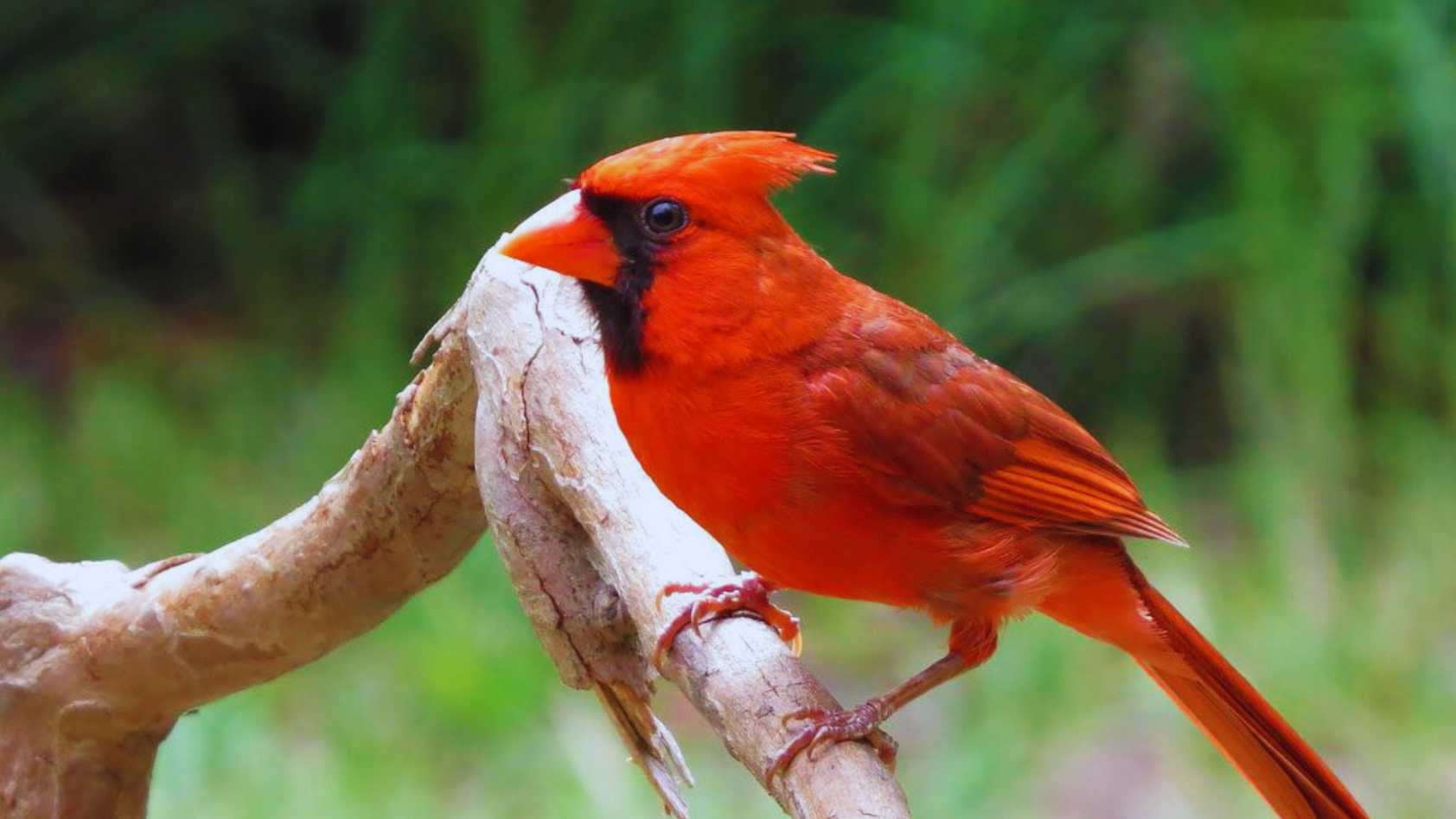 Birds That Bring Good Luck: Unveiling the 10 Mystery Birds - Chirper Birds