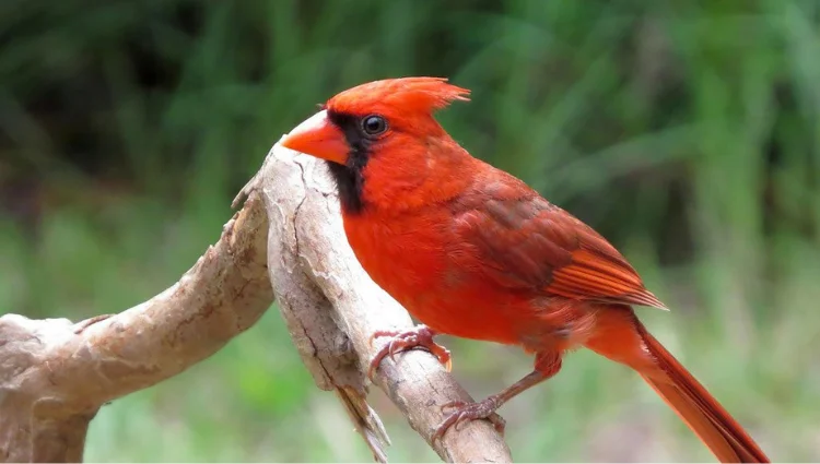 Birds That Bring Good Luck