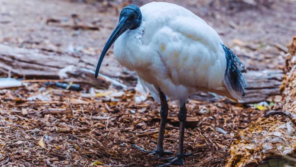 Birds With Long Beaks
