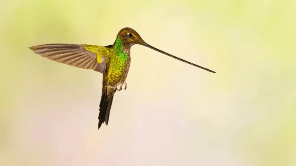 Birds With Long Beaks