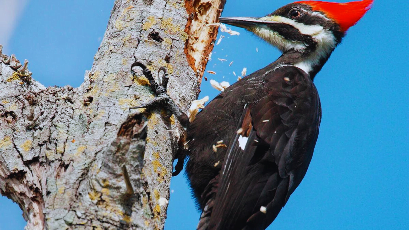 20 Amazing Birds With Long Beaks Exploring Nature's Curiosities