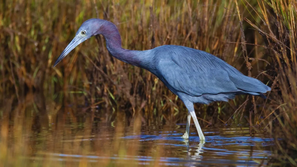 Birds-With-Long-Beaks