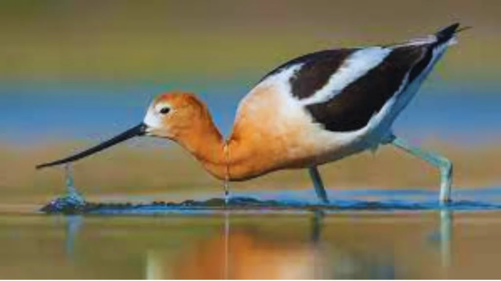 Birds-With-Long-Beaks