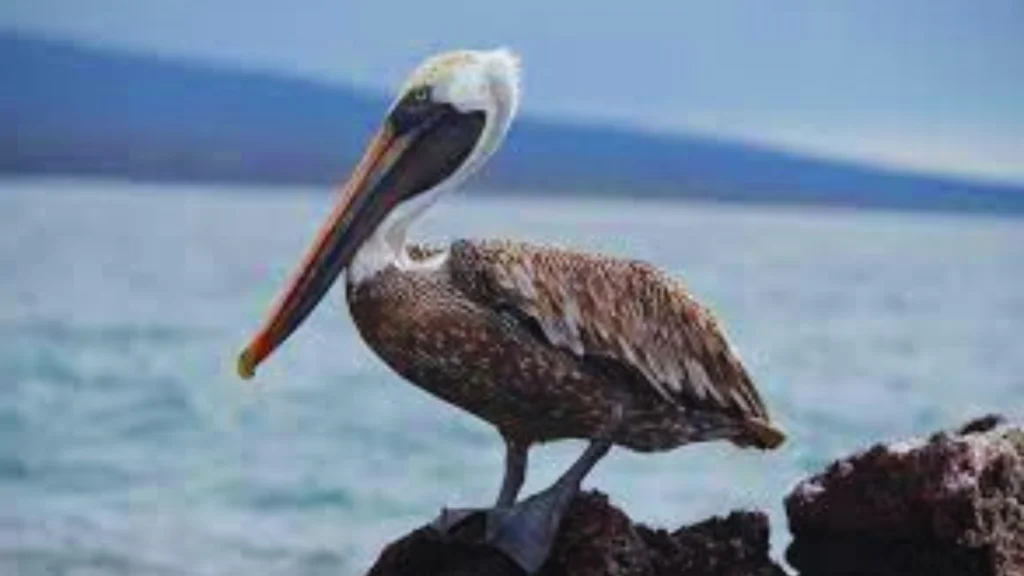 Birds-With-Long-Beaks