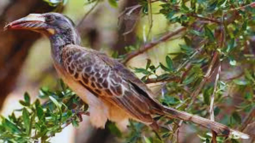 African Gray Hornbill