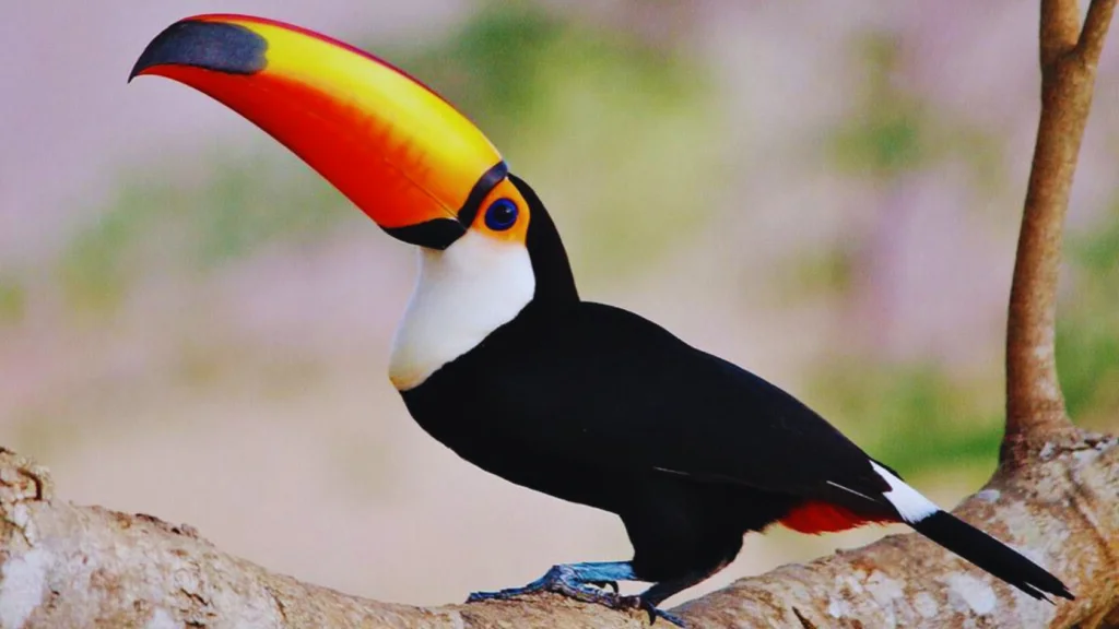 Birds-With-Long-Beaks