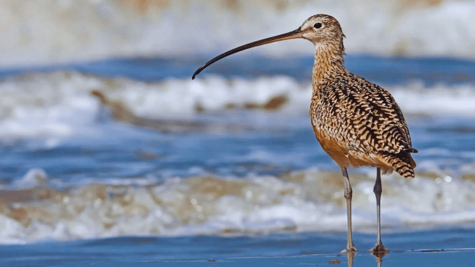 20 Amazing Birds With Long Beaks Exploring Nature's Curiosities