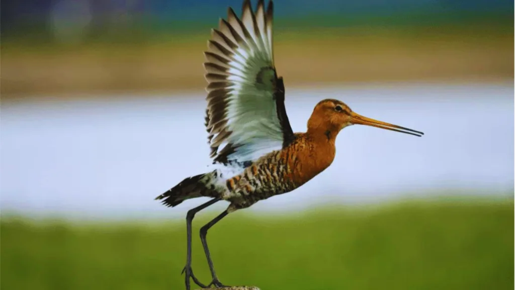 Birds-With-Long-Beaks