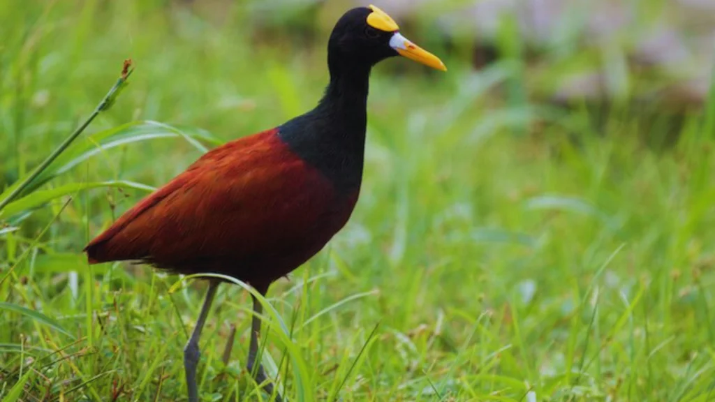 Birds-With-Long-Beaks