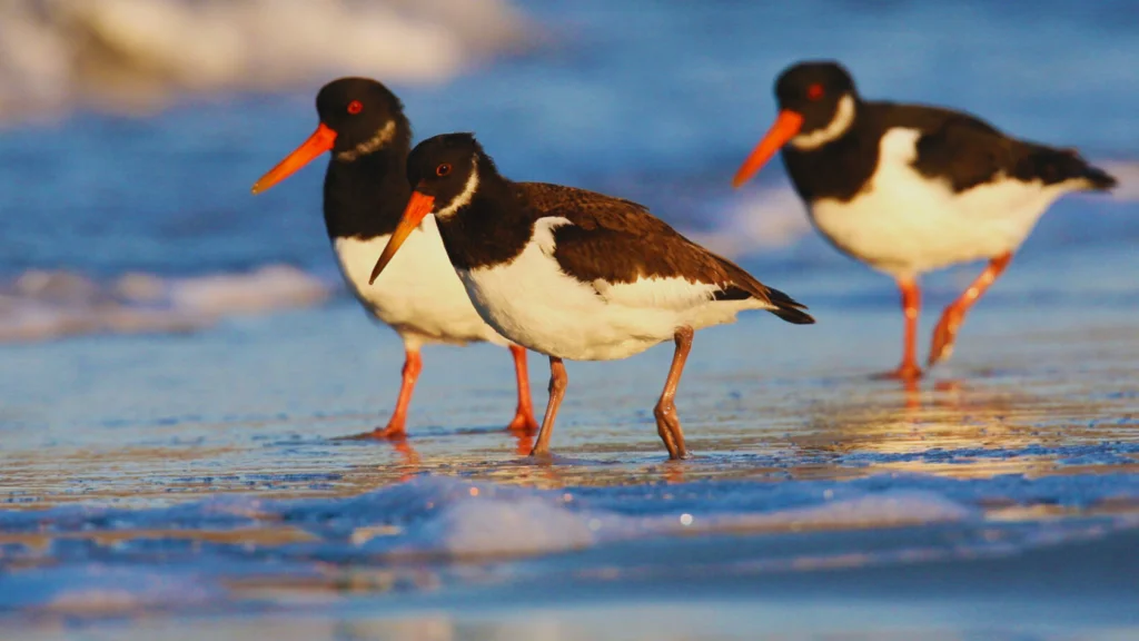 Birds With Long Beaks (