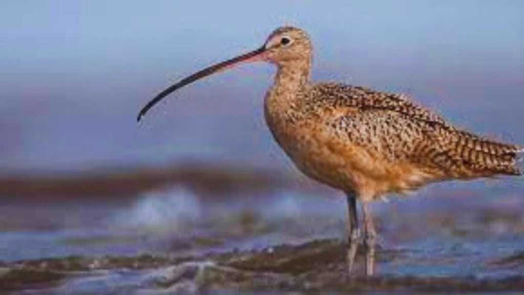 Birds with Long Beaks