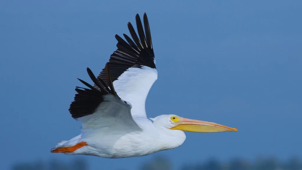 Birds With Long Beaks