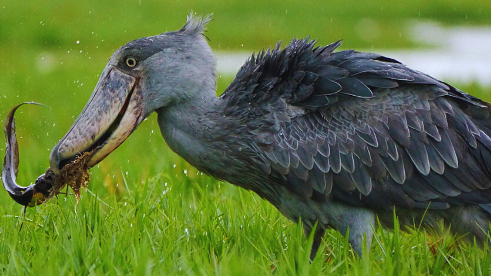 20 Amazing Birds With Long Beaks: Exploring Nature's Curiosities ...