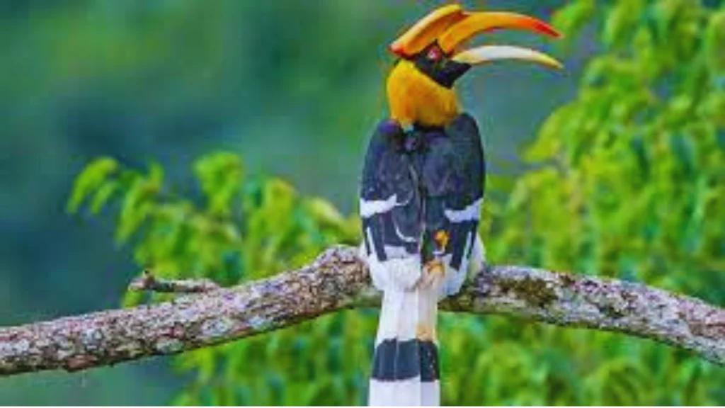 Birds-With-Long-Beaks