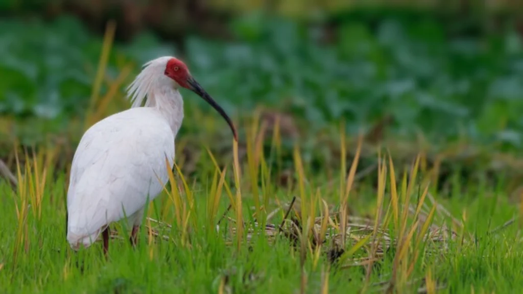 Birds-With-Long-Beaks