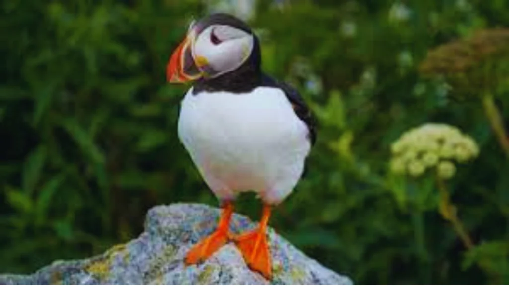 Birds-With-Long-Beaks