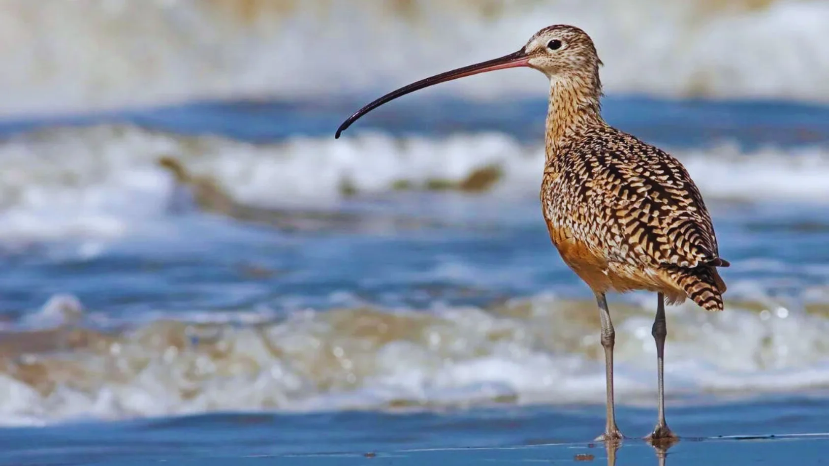 Birds With Long Beaks