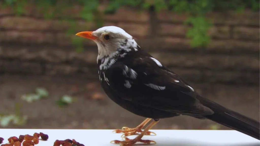 Black Bird with White Head