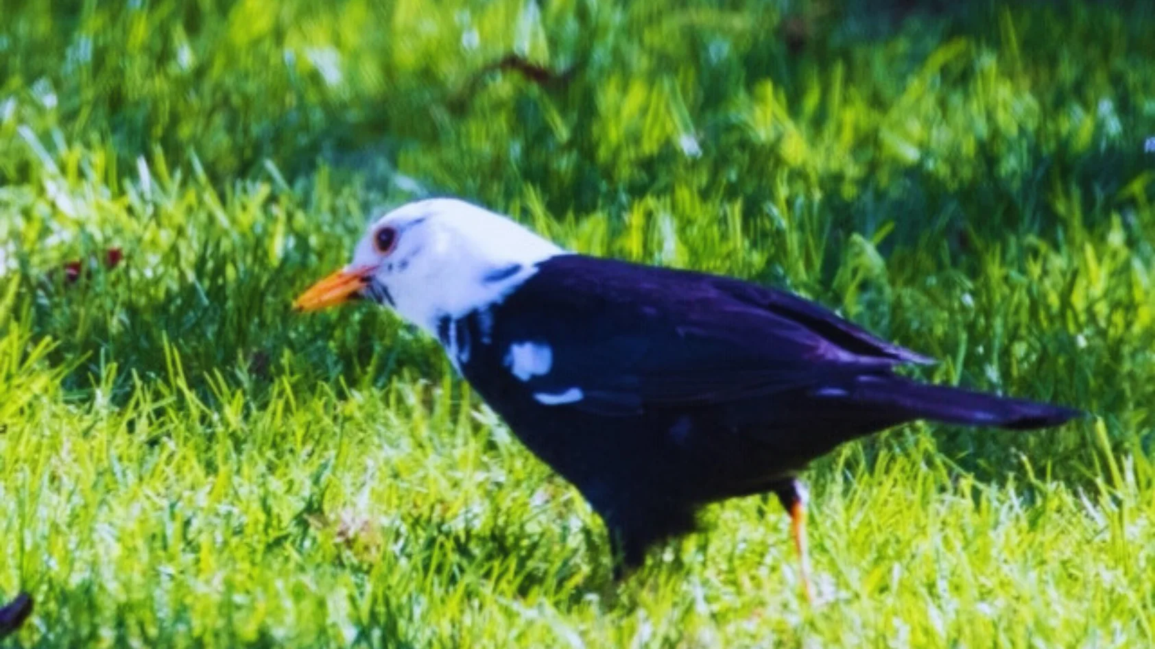 Black Bird with White Head