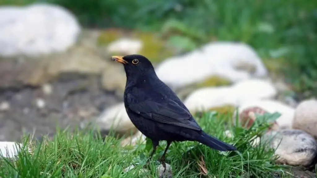 Black Bird with Yellow Beak