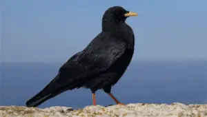 Black Bird with Yellow Beak