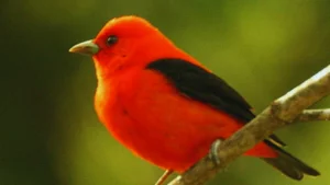 Black Winged Red Bird