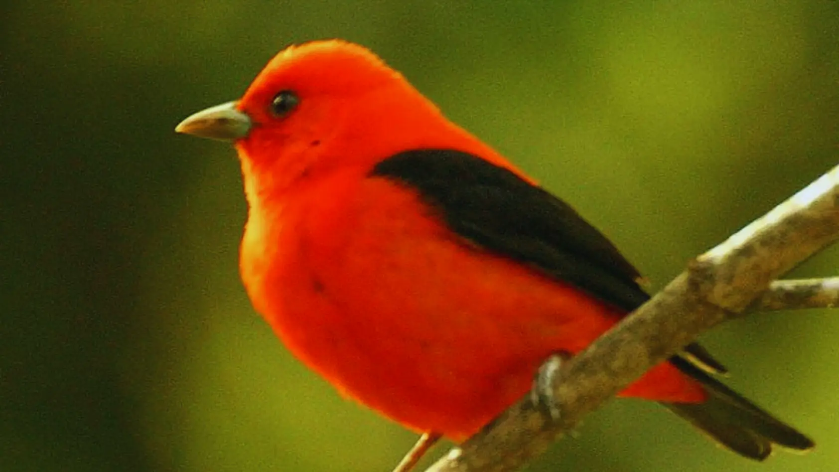Black Winged Red Bird