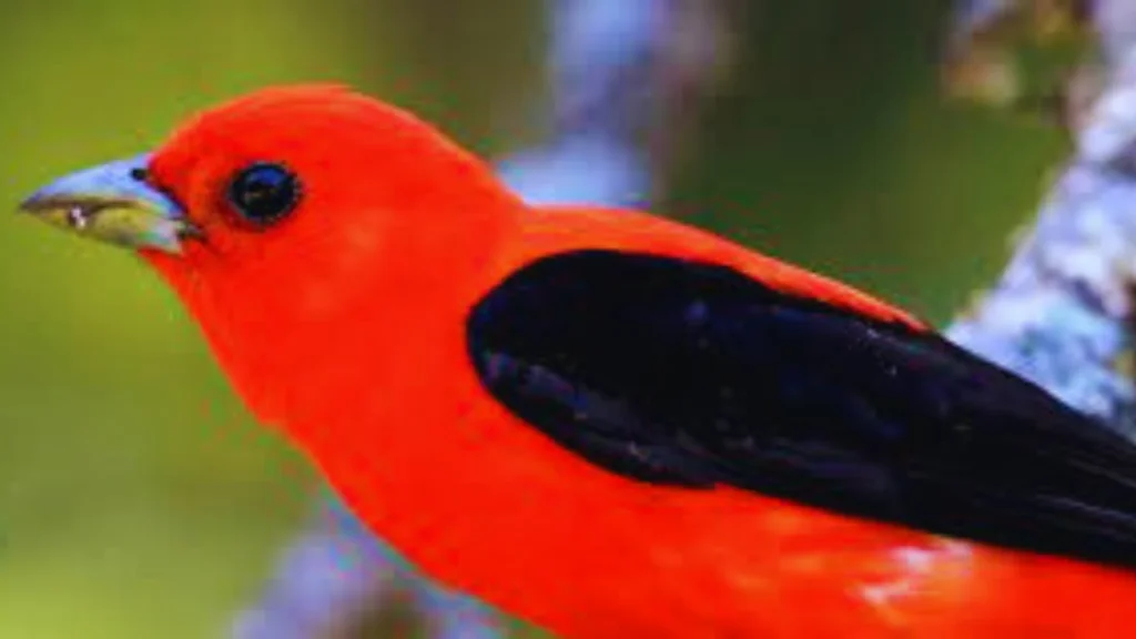 Black Winged Red Bird