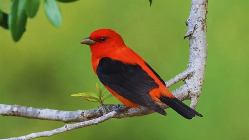 Black Winged Red Bird!