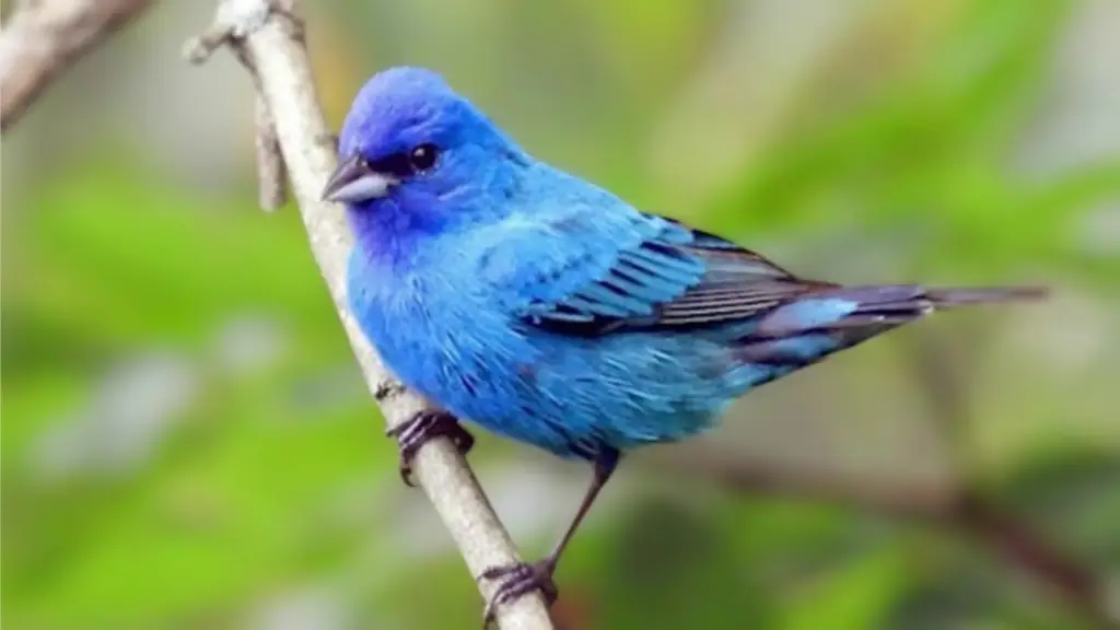 Blue Bird Meaning
