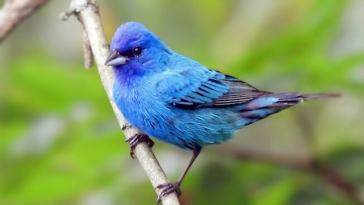 Blue Bird Meaning 5 Surprising Shocking Symbolic Interpretations
