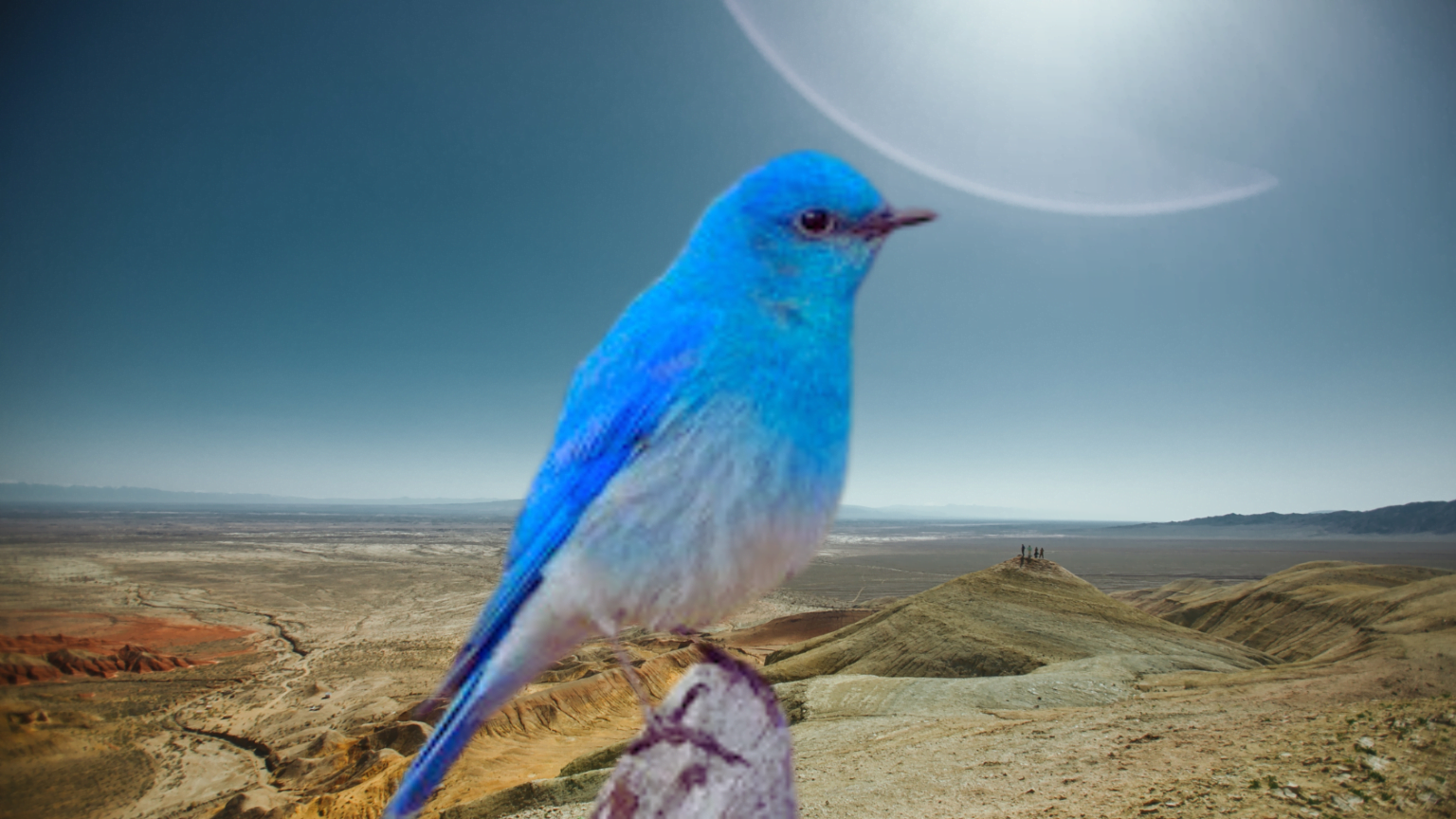 Blue Bird Meaning 5 Surprising Shocking Symbolic Interpretations