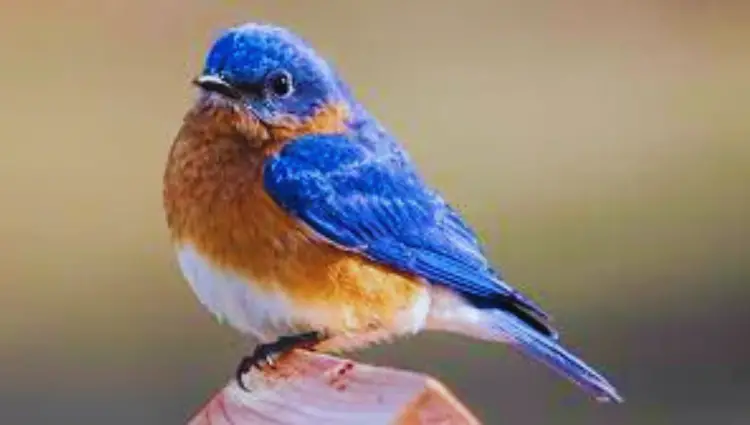 Blue Bird Meaning