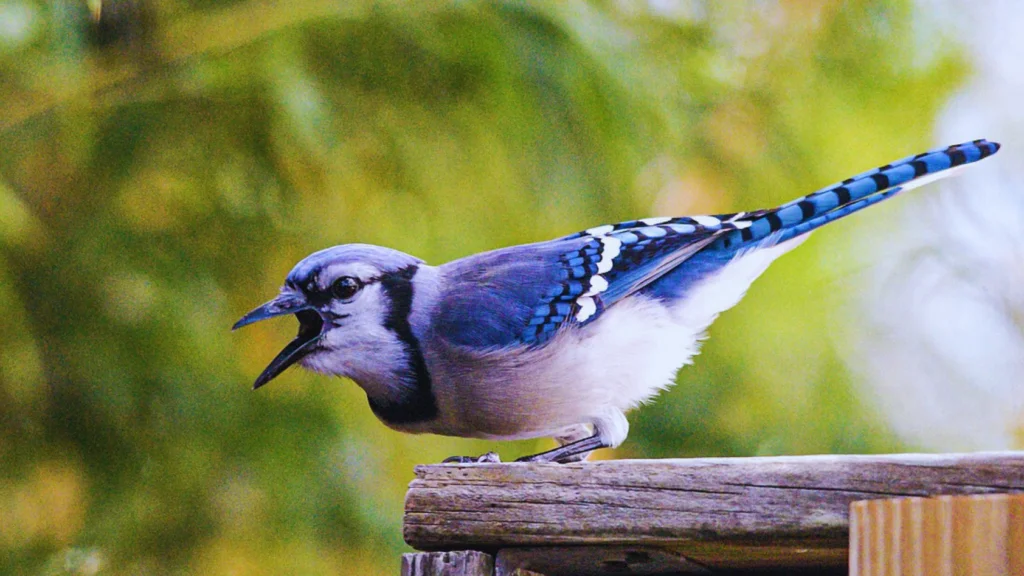Blue Jay Signs from Heaven