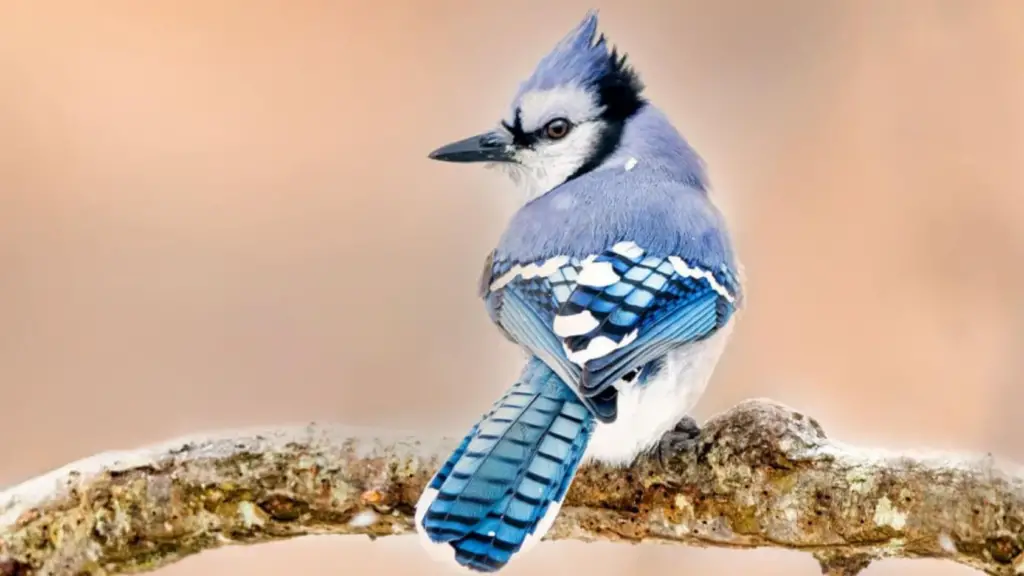 Blue Jay Signs from Heaven