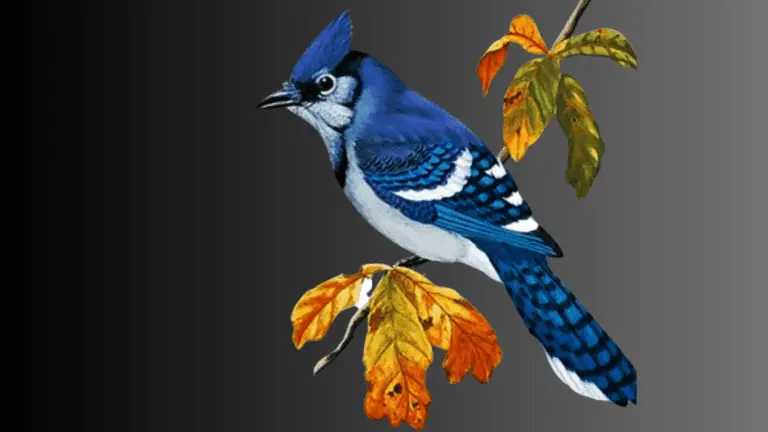Blue Jay Signs from Heaven