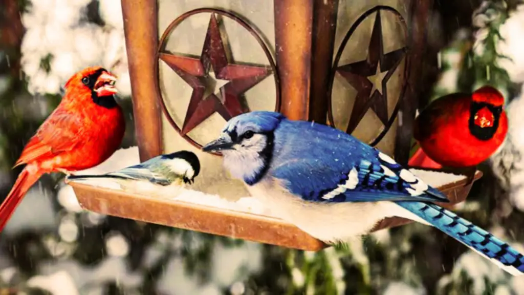 Blue Jay vs Cardinal