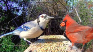 Blue Jay vs Cardinal