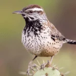 Cactus Wren