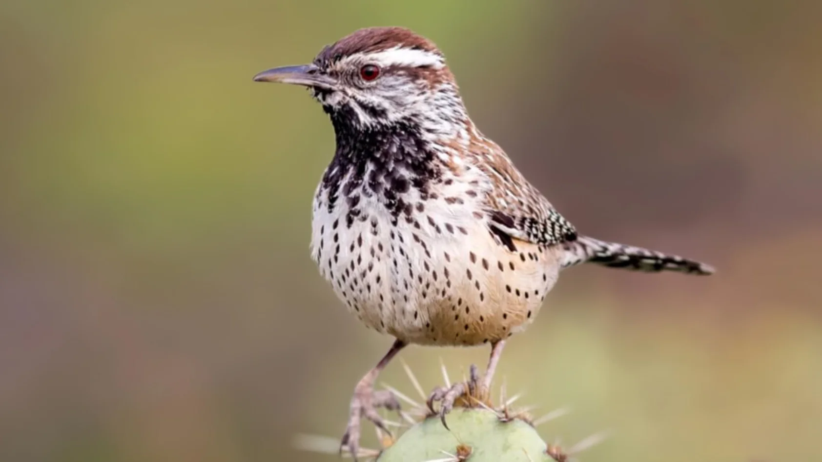 Cactus Wren